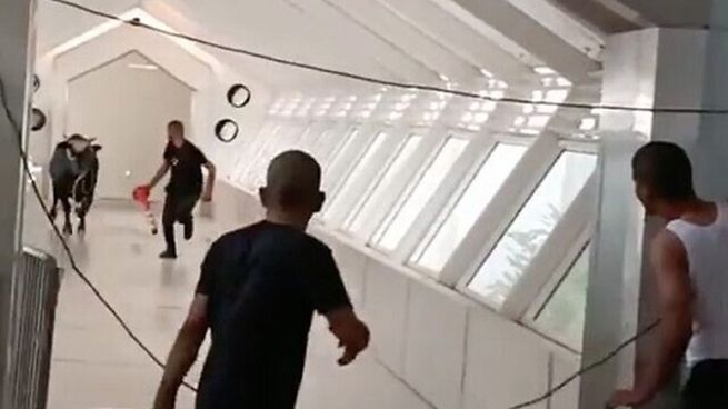 toro suelto israel 2022.jpg