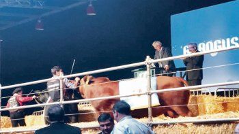 Subastas. También los precios despiertan interés. Ayer una vaca Brangus arañó los $2 millones, adquirida por una firma paraguaya.