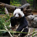 La panda Lei Lei La panda Lei Lei