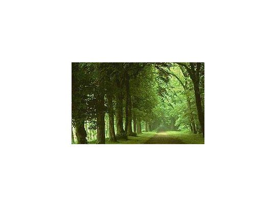La memoria y la atención mejoran un 20 por ciento después de pasar una hora en contacto con la naturaleza o simplemente dando un paseo por un parque.