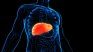 The fatty liver is produced by excessive fat accumulation in this organ. The fatty liver is produced by excessive fat accumulation in this organ.