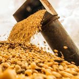 Productores del norte en contra de la adhesión a UPOV 91 por considerar que cartelizará al sector. Productores del norte en contra de la adhesión a UPOV 91 por considerar que cartelizará al sector.