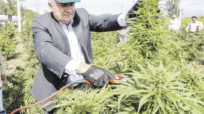 expectativa. “Jujuy no tiene techo en los desarrollos”, aseguró el radical Gerardo Morales al participar ayer del inicio de la cosecha.