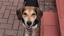 Se celebra el Día Mundial del Perro Adoptado para concientizar sobre el abandono y promover la tenencia responsable.
