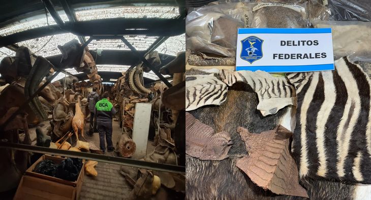 Piezas de fauna silvestre y especies exóticas secuestradas en un taller ilegal de taxidermia en Berazategui. Piezas de fauna silvestre y especies exóticas secuestradas en un taller ilegal de taxidermia en Berazategui.