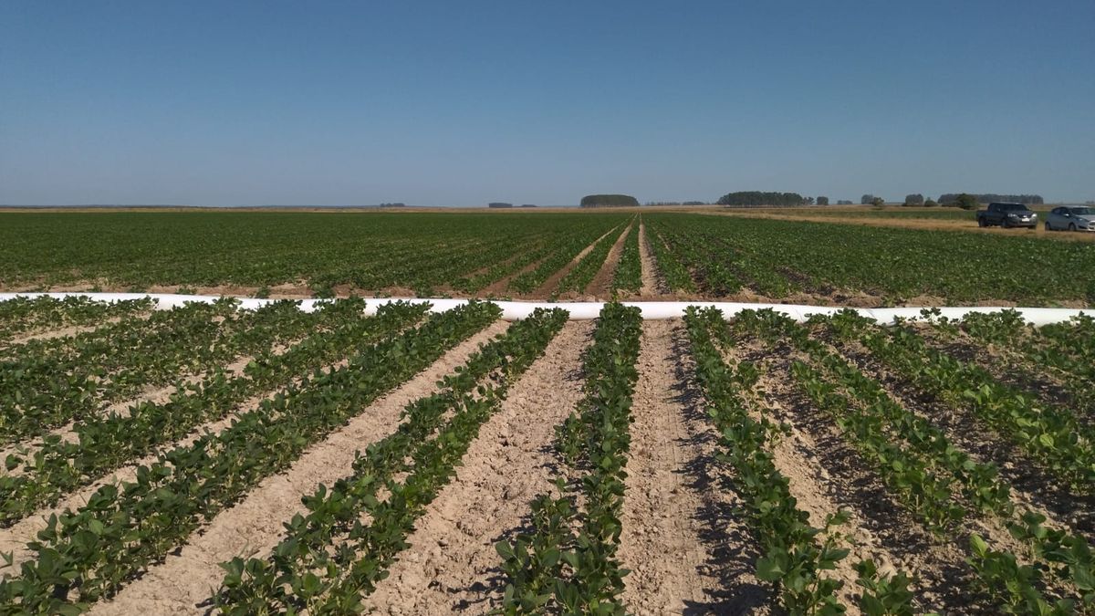 The soybean area planted will grow up to 10% in 2023