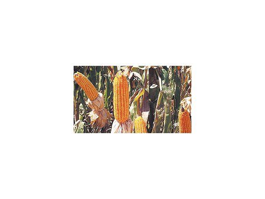 El último informedel USDA tuvoefecto alcistasobre el mercadogranario.