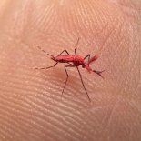 Detectan un nuevo virus de mosquitos qeu reemplaza al Dengue. Detectan un nuevo virus de mosquitos qeu reemplaza al Dengue.