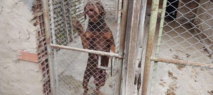 La PFA desarticuló criminales que aplicaban el maltrato animal. La PFA desarticuló criminales que aplicaban el maltrato animal.