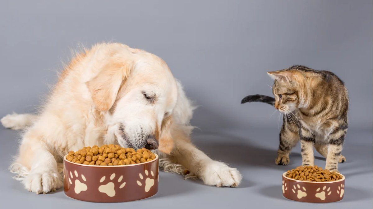 Cold and pets: the detail that many owners overlooks but is key to caring for them in winter