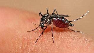 Dengue en Sudamérica: campaña de vacunación mientras se agota el repelente