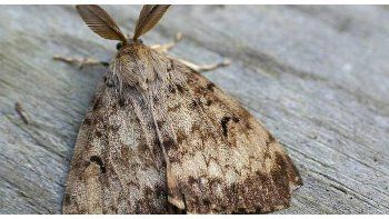 Imágen ilustrativa: Polilla gitana (Lymantria dispar)