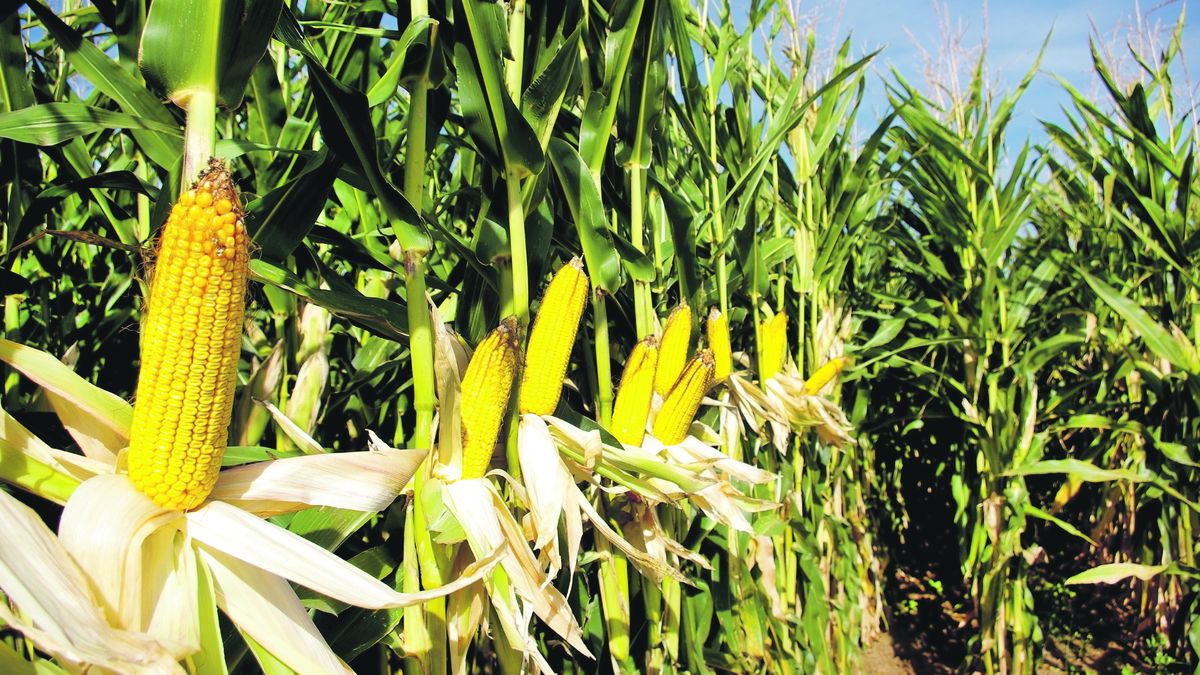 They estimate a 6% increase in corn harvest
