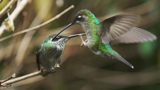 Los colibríes representan diferentes roles, según cada cultura.