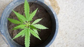 ámbito.com | cannabis