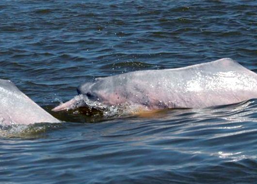 Se descubrió una nueva especie de delfín de Río Amazonas en Bolivia.