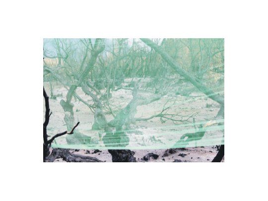 Una de las fotografías de “El bosque encendido”, la muestra en la que Olga Autunno refleja su conmoción por el siniestro forestal más importante de la historia de nuestro país desatado a principios de 2015 en el valle del Lago Cholila y en el Parque Nacional Los Alerces.