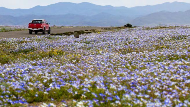 El desierto de Atacama se cubrió de flores tras las intensas lluvias registradas durante el invierno en el norte de Chile.