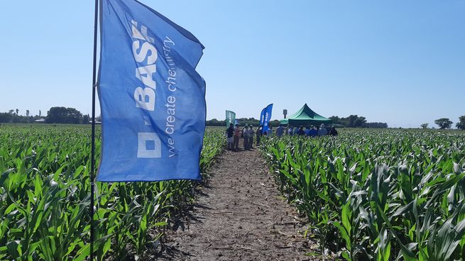 Basf es uno de los gigantes del sector químico y agrícola a nivel mundial.&nbsp;