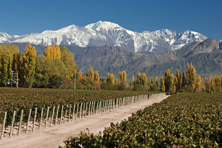 The vineyards ahead, and behind the majesty of the Cordón del Plata, almost 6 thousand meters high. The vineyards ahead, and behind the majesty of the Cordón del Plata, almost 6 thousand meters high.
