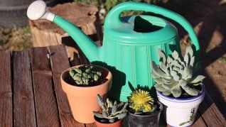 En verano, la combinación de sol y humedad vuelve más delicado el cuidado de las plantas. En verano, la combinación de sol y humedad vuelve más delicado el cuidado de las plantas.