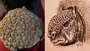 El armadillo que encontraron los científicos se encontraba en condiciones excepcionales de preservación.