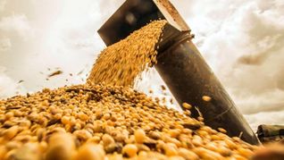 Productores del norte en contra de la adhesión a UPOV 91 por considerar que cartelizará al sector. Productores del norte en contra de la adhesión a UPOV 91 por considerar que cartelizará al sector.