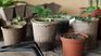 The importance of regularly cleaning pots to prevent diseases that could affect the health and vitality of your plants. The importance of regularly cleaning pots to prevent diseases that could affect the health and vitality of your plants.