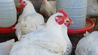ámbito.com | Gallinas Gripe Aviar Pollos