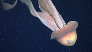 Gran hallazgo de investigadores del CONICET en el mar argentino. Gran hallazgo de investigadores del CONICET en el mar argentino.