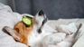 This luxury item is exclusive for dogs and is worth more than $50 thousand dollars. This luxury item is exclusive for dogs and is worth more than $50 thousand dollars.