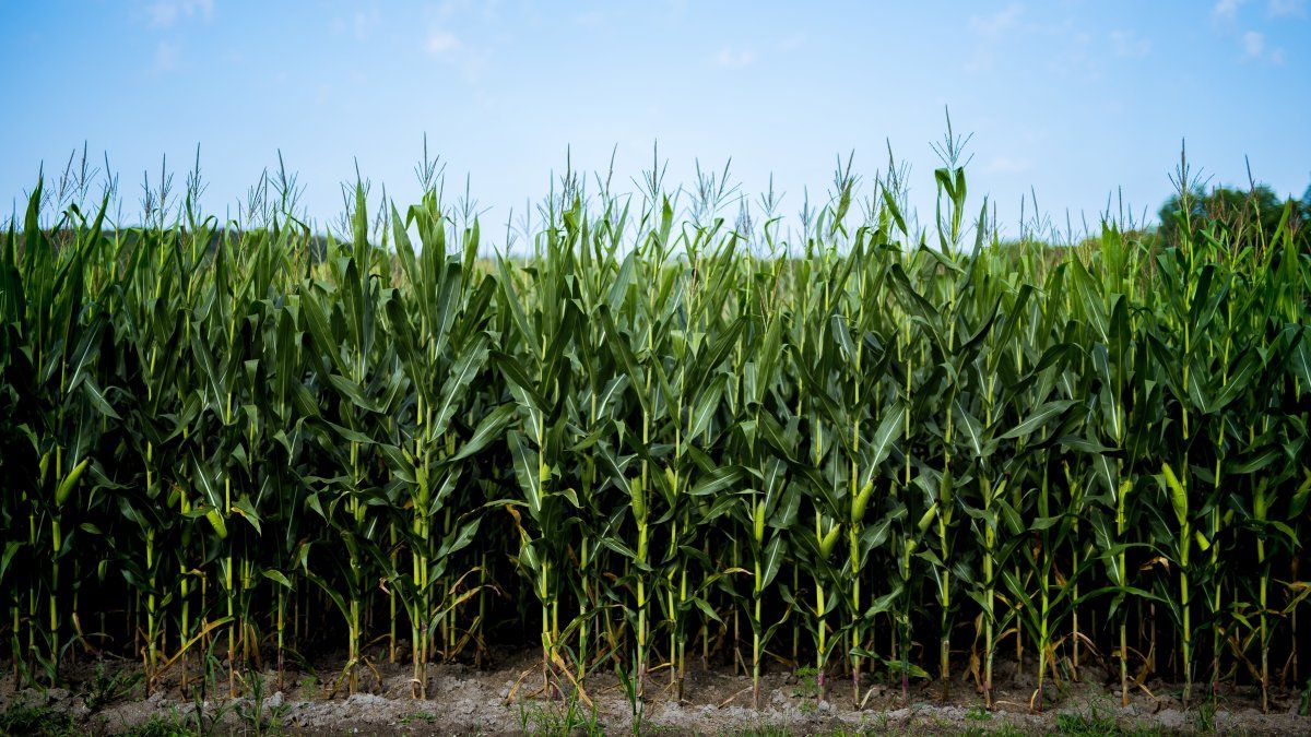The corn production chain expects rain and complains about tax withholdings