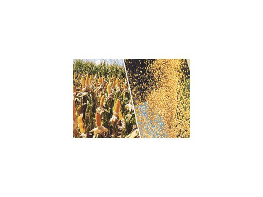 Desde marzo pasado, la Secretaría de Agricultura no actualiza número sobre volumen o extensión de los cultivos de esta campaña. Aun así, admite que la siembra de trigo sufre fuertemente la falta de lluvias.