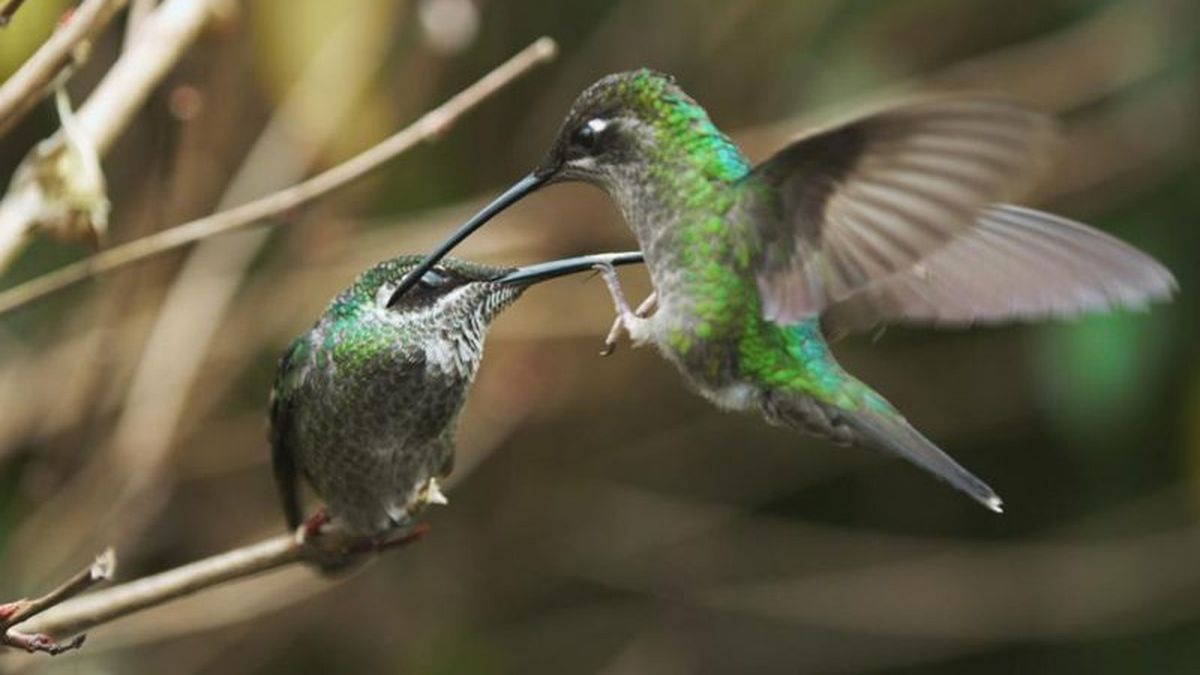 The mystery of hummingbirds according to each culture: what their appearances mean The mystery of hummingbirds according to each culture: what their appearances mean
