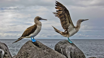 Nayarit es el paraíso secreto de los amantes de las aves: descubre por qué