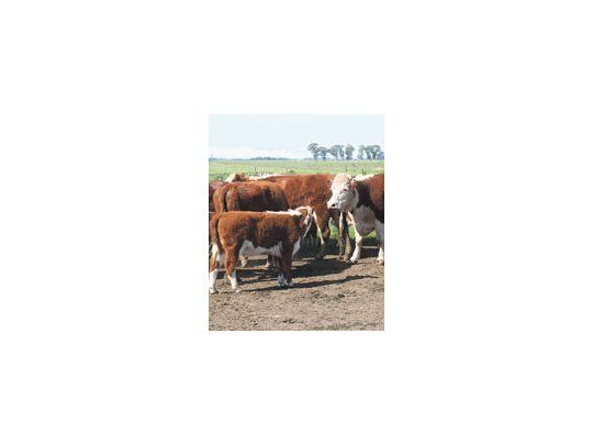 La sequía redujo drásticamente la cantidad de vacas preñadas, salvo donde se suplementó con trigo y maíz, o el servicio de reproducción fue temprano.