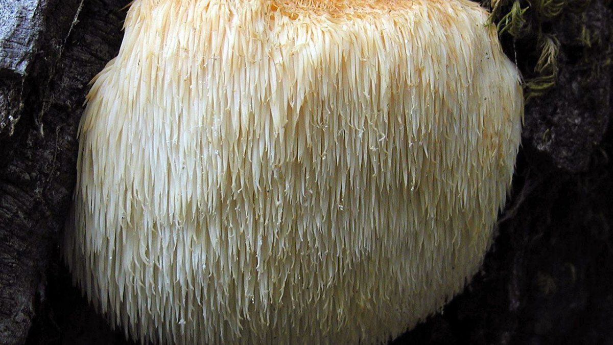 What is the food that helps to regenerate neurons and strengthen memory
