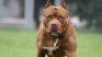 Trágica muerte en Chubut con dos pitbull.