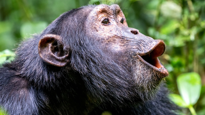 Los chimpancés comparten cerca del 98,8% de su ADN con los humanos.&nbsp;