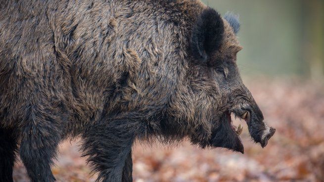 El jabalí, introducido en Argentina en 1905 como especie cinegética, se ha convertido en un problema mayor debido a su rápida reproducción y hábitos nocturnos.