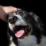 Los perros pueden llorar al reencontrarse con sus dueños. Los perros pueden llorar al reencontrarse con sus dueños.