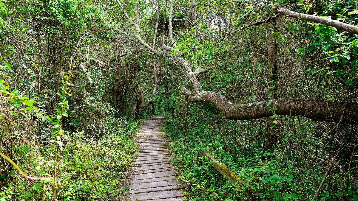 Getaway: the nature reserve 50 minutes from CABA that has the largest number of birds in the region