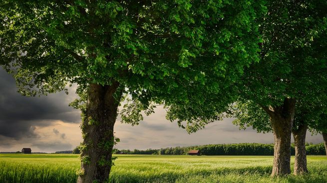 En zonas de alta contaminación, estas estructuras pueden ser una solución clave para mejorar la calidad del aire y reducir el impacto del cambio climático en las ciudades.