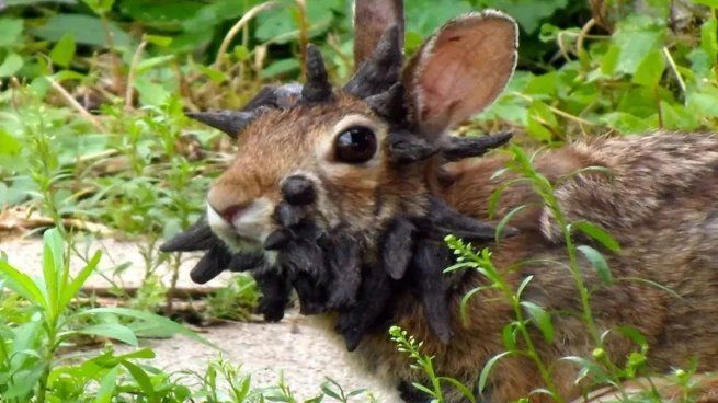 Las autoridades de Colorado Parks and Wildlife (CPW) identificaron la causa como el virus del papiloma del conejo de cola de algodón.