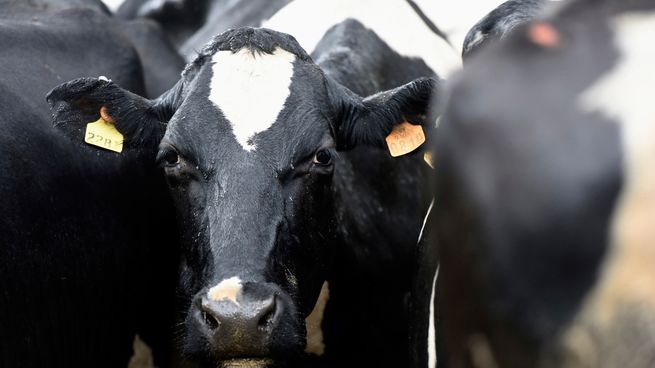 China cerró las importaciones de carne brasileña de forma temporal por el mal de la vaca loca e INAC advirtió que podría beneficiar a Uruguay.