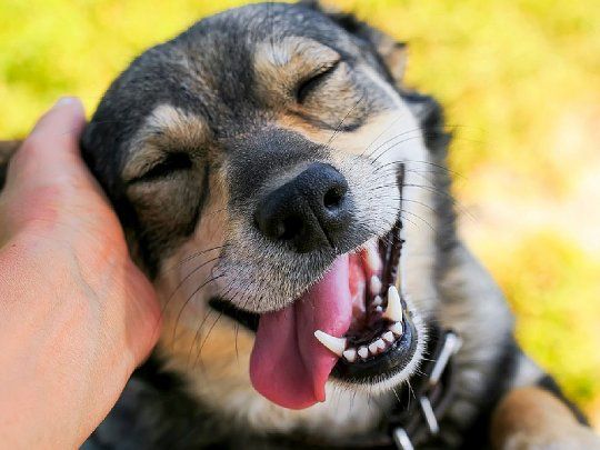 Acariciar a nuestras mascotas puede traer increibles beneficios en nuestra salud mental. 