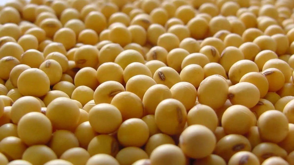 Soybeans soared and pierced US$500 per ton in Chicago