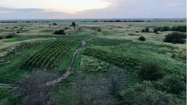 Kikel plantó tres hectáreas en una zona alta de sus campos en Trenque Lauquen, donde también siembra trigo, girasol y maíz.