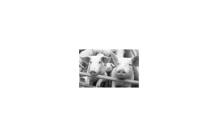 ámbito.com | Porcinos: sigue la brasildependencia