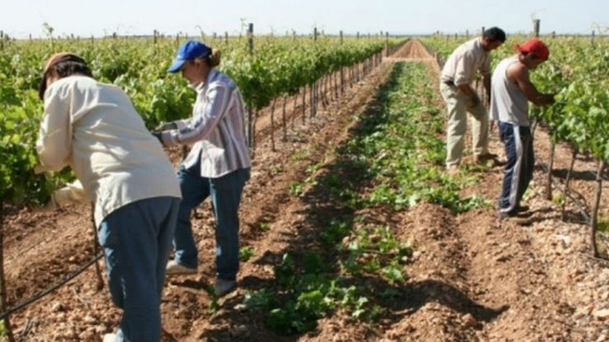 Agricultural emergency declared in several districts of Mendoza
